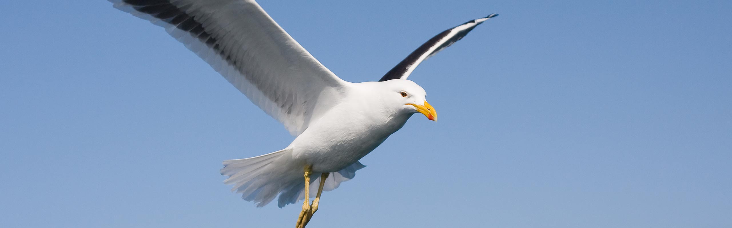 Seagull Control
