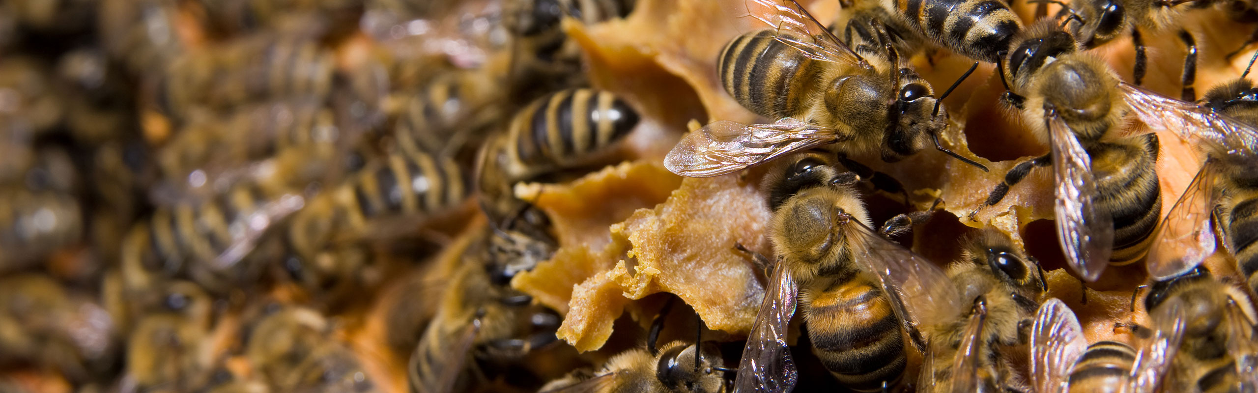 Bee Hive Control